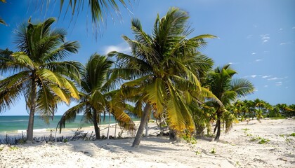 Obraz na płótnie Canvas palm tree on the beach, hermosas palmeras en verano en una playa en mexico wallpaper, palmeras en verano en una playa en mexico