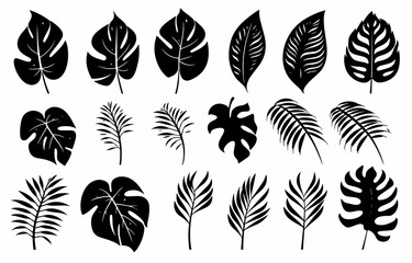 Leaves Autumn November October palm trees ficus forest fall Oak Maple alder hazel MONSTERA BUSH linden