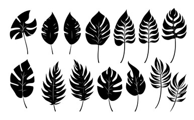 Leaves Autumn November October palm trees ficus forest fall Oak Maple alder hazel MONSTERA BUSH linden