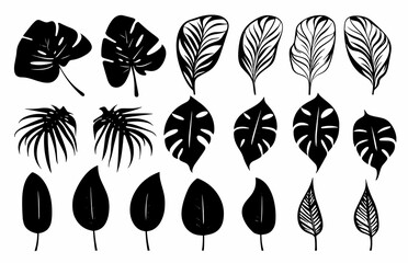 Leaves Autumn November October palm trees ficus forest fall Oak Maple alder hazel MONSTERA BUSH linden