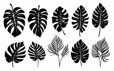 Leaves Autumn November October palm trees ficus forest fall Oak Maple alder hazel MONSTERA BUSH linden