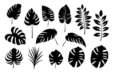 Leaves Autumn November October palm trees ficus forest fall Oak Maple alder hazel MONSTERA BUSH linden