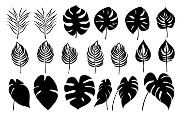 Leaves Autumn November October palm trees ficus forest fall Oak Maple alder hazel MONSTERA BUSH linden