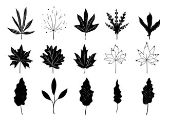 Leaves Autumn November October palm trees ficus forest fall Oak Maple alder hazel MONSTERA BUSH linden