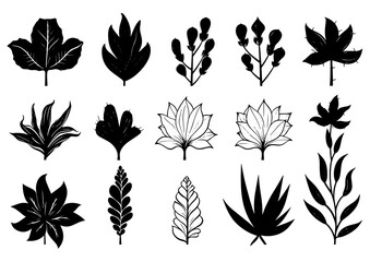 Leaves Autumn November October palm trees ficus forest fall Oak Maple alder hazel MONSTERA BUSH linden
