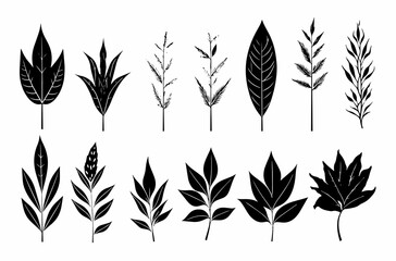 Leaves Autumn November October palm trees ficus forest fall Oak Maple alder hazel MONSTERA BUSH linden