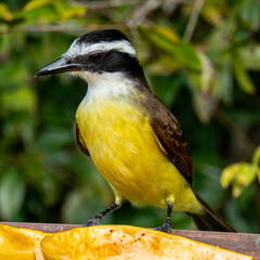 The great kiskadee (Pitangus sulphuratus) is a passerine bird in the tyrant flycatcher family Tyrannidae, It is one of the largest and most boisterous members of the tyrant flycatcher family.