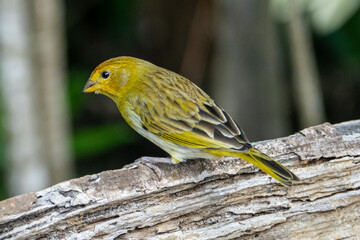 Atlantic Canary, a small Brazilian wild bird. The yellow canary Crithagra flaviventris is a small passerine bird in the finch family. 