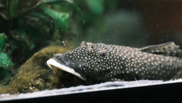 苔を食べるプレコの食事