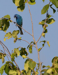 Fototapeta premium Indigo Bunting perched on a tree branch