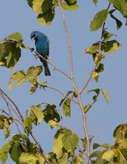 Indigo Bunting perched on a tree branch