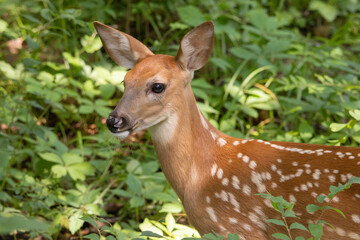 juvenile deer in the forest