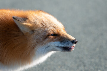 A close up of a wild young red fox with long red fur and a white fur chest. The fox has pointy ears, long muzzle, dark eyes and its mouth is open with sharp white teeth. The sun is shining on the fox.