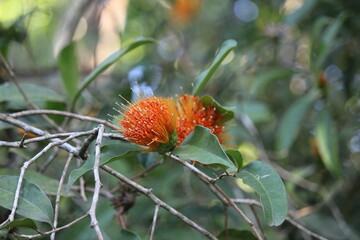 orange flame vine flower with blured background