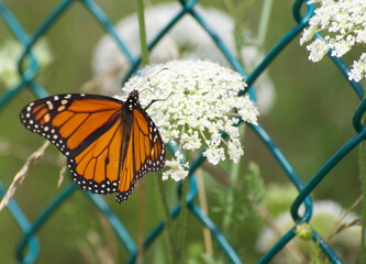monarch butterfly on queen annes lace and chainlink fence