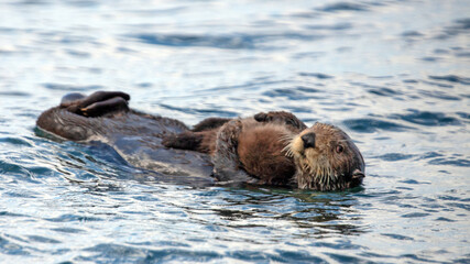 Obraz premium Watchful and wary sea otter mother holding baby pup on stomach while swimming in Pacific ocean
