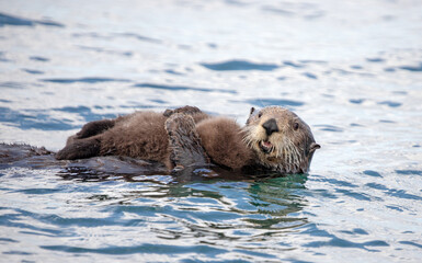 Mother sea otter holding baby on stomach while swimming in Pacific ocean near Homer Alaska United...