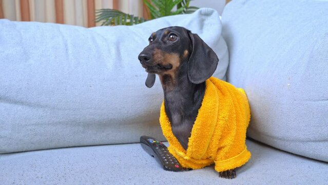 Tired awake dog dachshund in a yellow bathrobe sits on sofa in morning, trie to wake up, cheer up, funny put his head on couch. Procrastinator weekend, lazy day off avitaminosis, spring apathy,