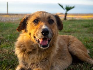 Portrait of a brown dog. Dog on the grass. Open mouth. Pet on the street