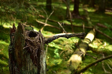 Naklejka na ściany i meble bird nest in a tree