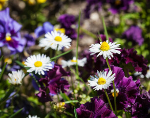 Blooming field flowers in spring