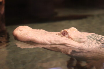 Close up of a crocodile head at the zoo