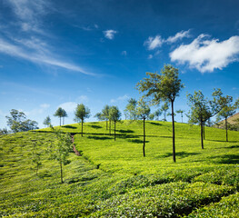 Fototapeta na wymiar Tea plantations. Munnar, Kerala, India