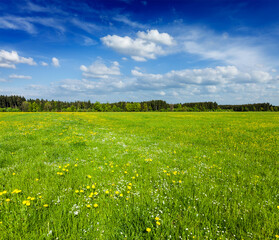 Summer meadow with green grass