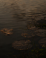 Plant, Flower, Sky, Cloud