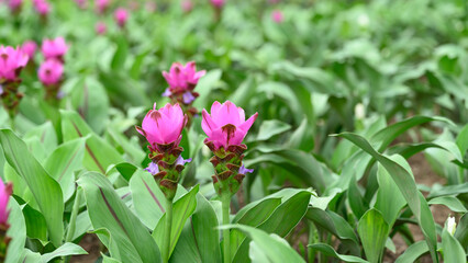 Obraz na płótnie Canvas Pink Curcuma alismatifolia flower or Siam tulip blooming in rainy season, Thailand