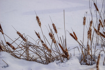 Cattail in the snow at winter