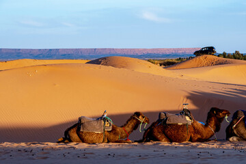 Fototapeta premium camel in the desert