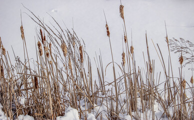 Cattail in the snow at winter