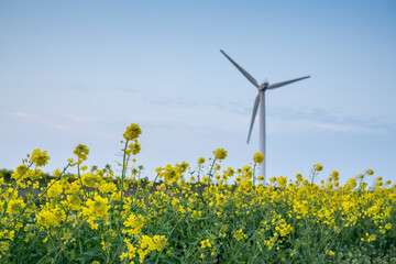 wind turbines in the field
