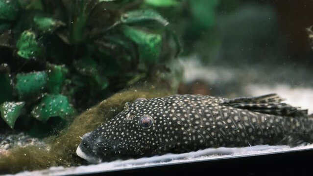 藻を食べるプレコの食事