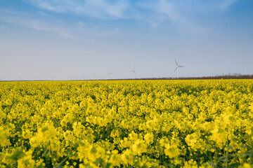rapeseed field in spring