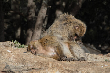baboon sitting on the rock