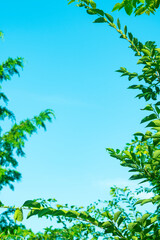 카피공간이 있는 하늘과 초록나무