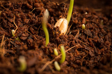Growing cat grass process at day 3.  Using organic seed and soil. Great food for indoor or outdoor cat, dogs and other pets.