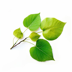 Obraz premium green leaf isolated on white