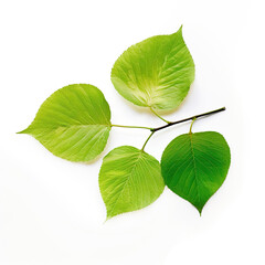 Fototapeta premium green leaf isolated on white