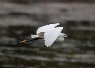 little egret in flight