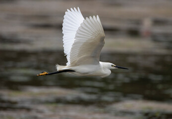 little egret in flight