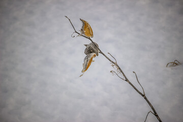 Milweed seeds in the snow at winter