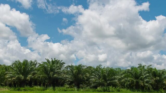palm oil plantation white clouds. Cumulus cloud cloudscape timelapse. Summer blue sky time lapse. 