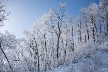 snow covered trees