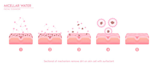 Sectional of mechanism remove dirt on skin cell with surfactant. Remove makeup with micellar. Cosmetics solution facial care pore cleaning with micellar water drop. Face cleanser pure healthy. Vector.