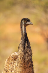 The Emu (Dromaius novaehollandiae) is the largest bird on the Australian continent reaching up to 6ft in height and capable of achieving speeds of 30 miles per hour