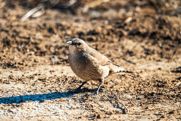 Brown Treecreeper (Climacteris picumnus)