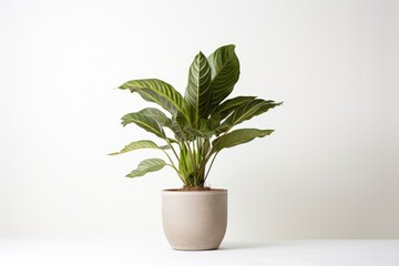 A potted plant placed indoors, alone, and photographed against a white background.
